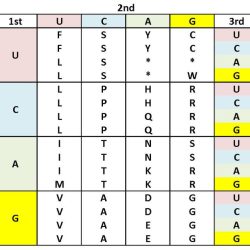 Amino acid single letter code quiz