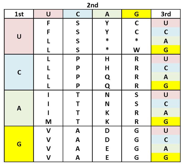 Amino acid single letter code quiz