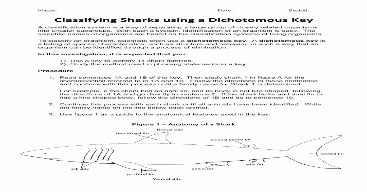 Classifying sharks using a dichotomous key