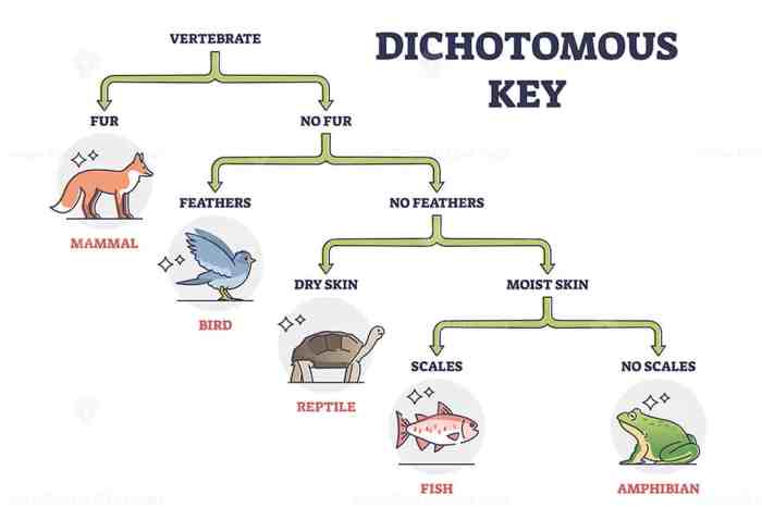 Classifying sharks using a dichotomous key