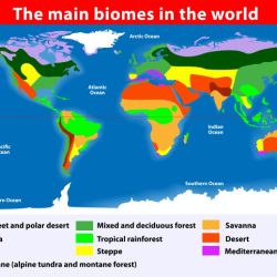 Exploring biomes worksheet answer key