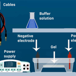 Gel electrophoresis virtual lab answers