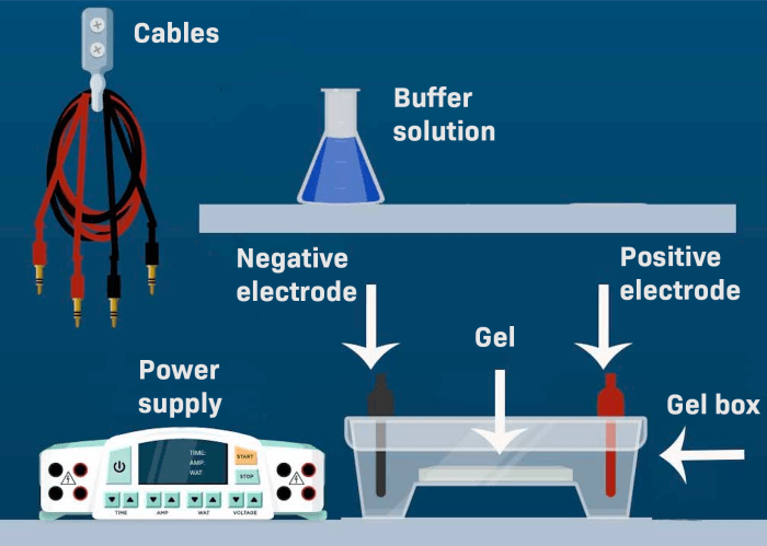 Gel electrophoresis virtual lab answers