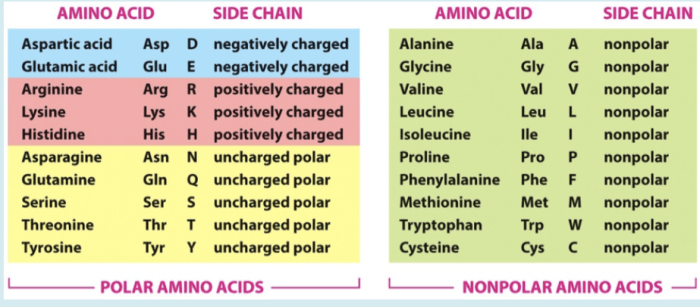 Amino acid single letter code quiz