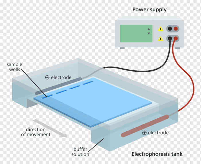 Gel electrophoresis virtual lab answers