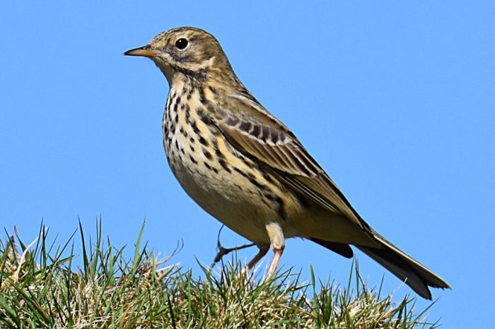 Small songbird with streaky brown feathers somewhat like a lark