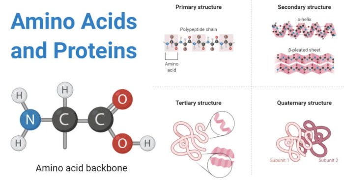 Which of the following statements is false regarding proteins