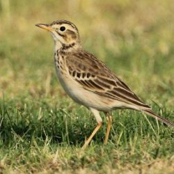 Pipit everipedia pipits wiki