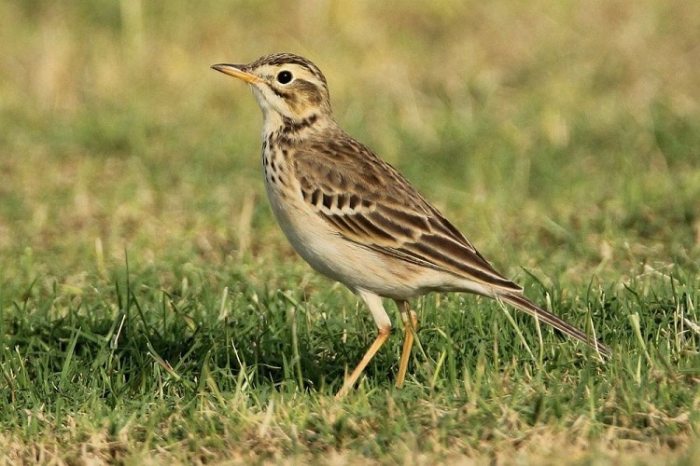 Pipit everipedia pipits wiki