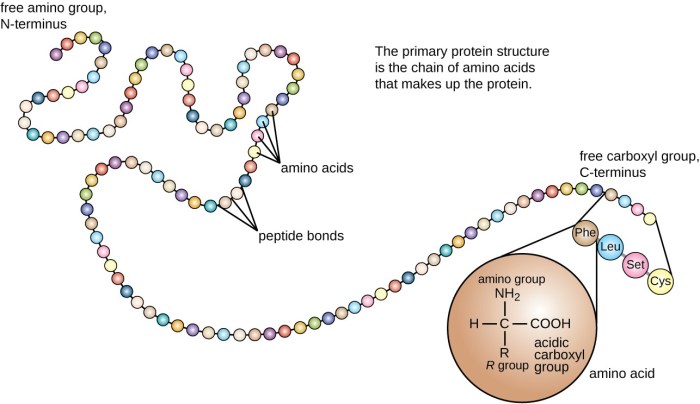 Amino acids structure biology proteins classification acid askiitians biomolecules