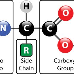 Which of the following statements is false regarding proteins