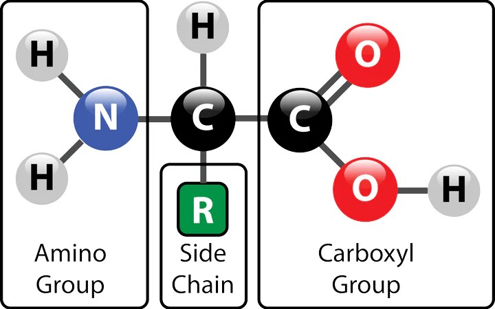 Which of the following statements is false regarding proteins