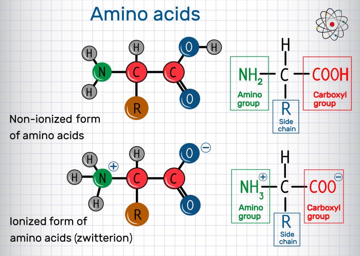 Protein structure primary human essential peptide amino proteins secondary acids hemoglobin tertiary peptides chain bond quaternary bonds alpha sequence beta