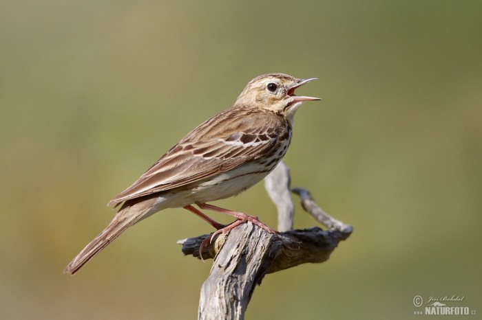 Small songbird with streaky brown feathers somewhat like a lark